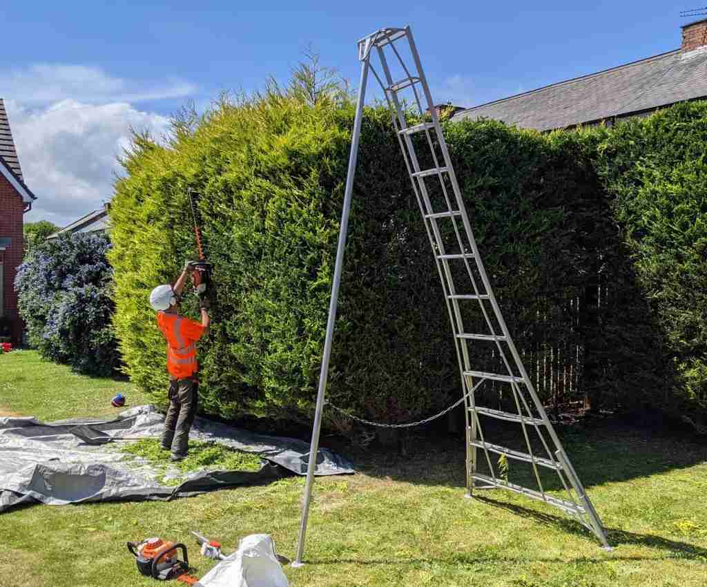 An employee of The Tree Fella NE Ltd carrying out some hedge cutting on a sunny day in Blyth