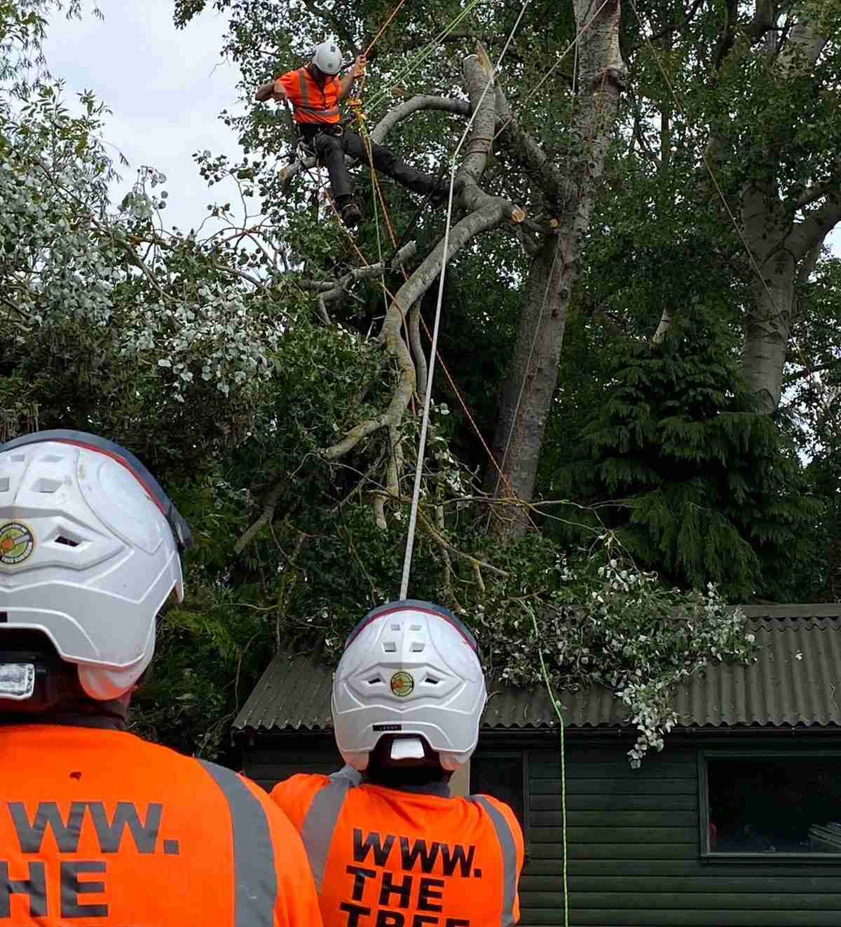 Arborist pruning a tree to remove a storm damaged limb.