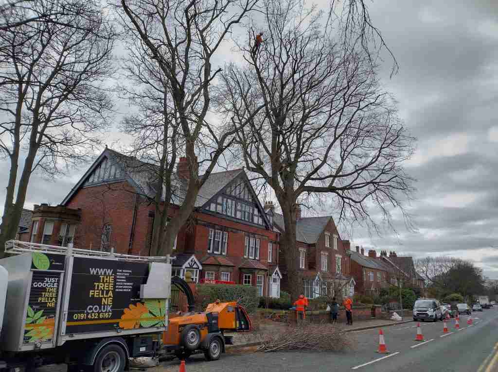 A climbing arborist reducing the crown of a large wych elm in South Shields