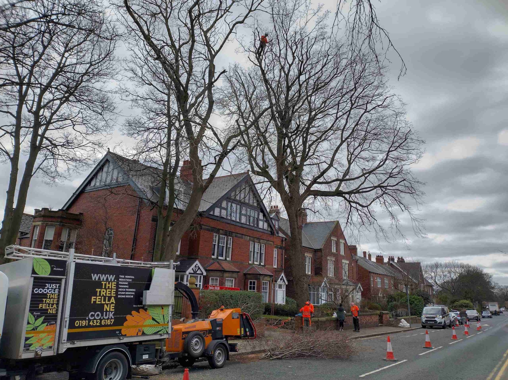 A climbing arborist reducing the crown of a large wych elm in South Shields