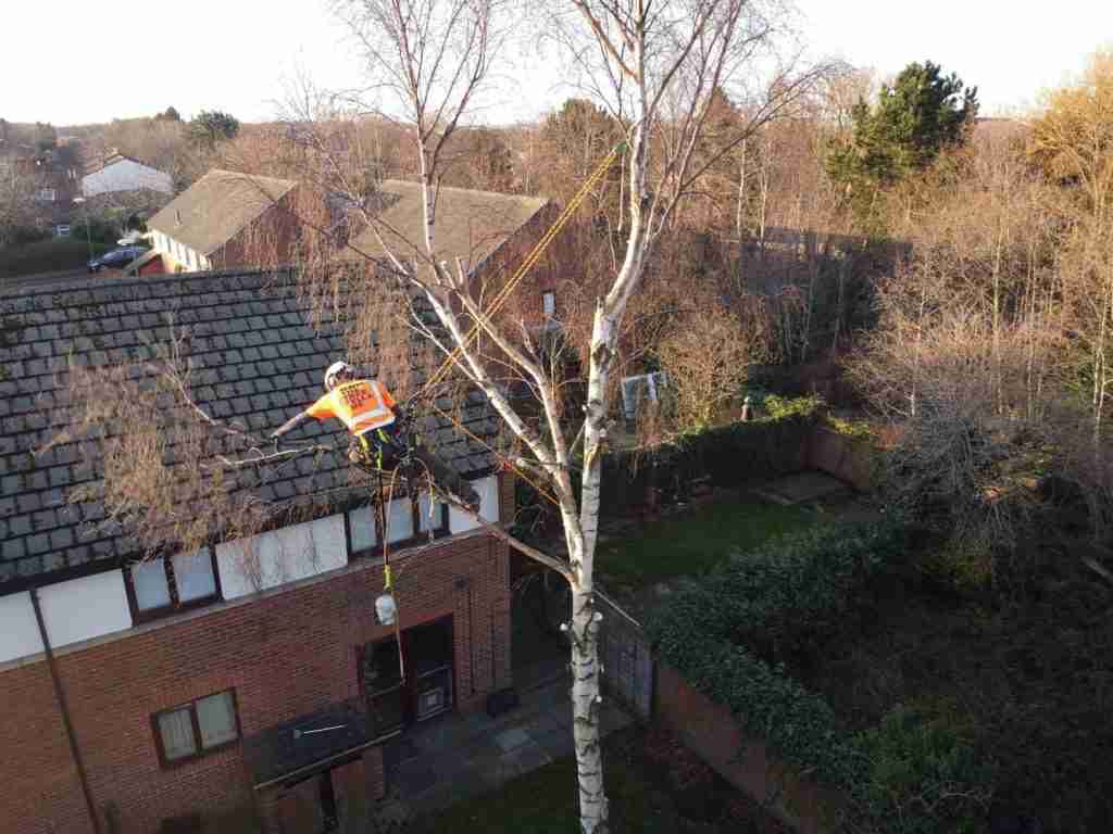 Tree surgeon from The Tree Fella NE Ltd photographed during the removal of a silver birch tree in South Shields