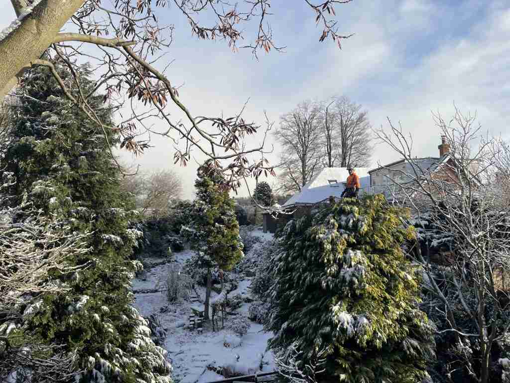 Our arborist at the top of a conifer in South Shields carrying out a height reduction and in the background some beech trees we reduced with pruning and a crown reduction.