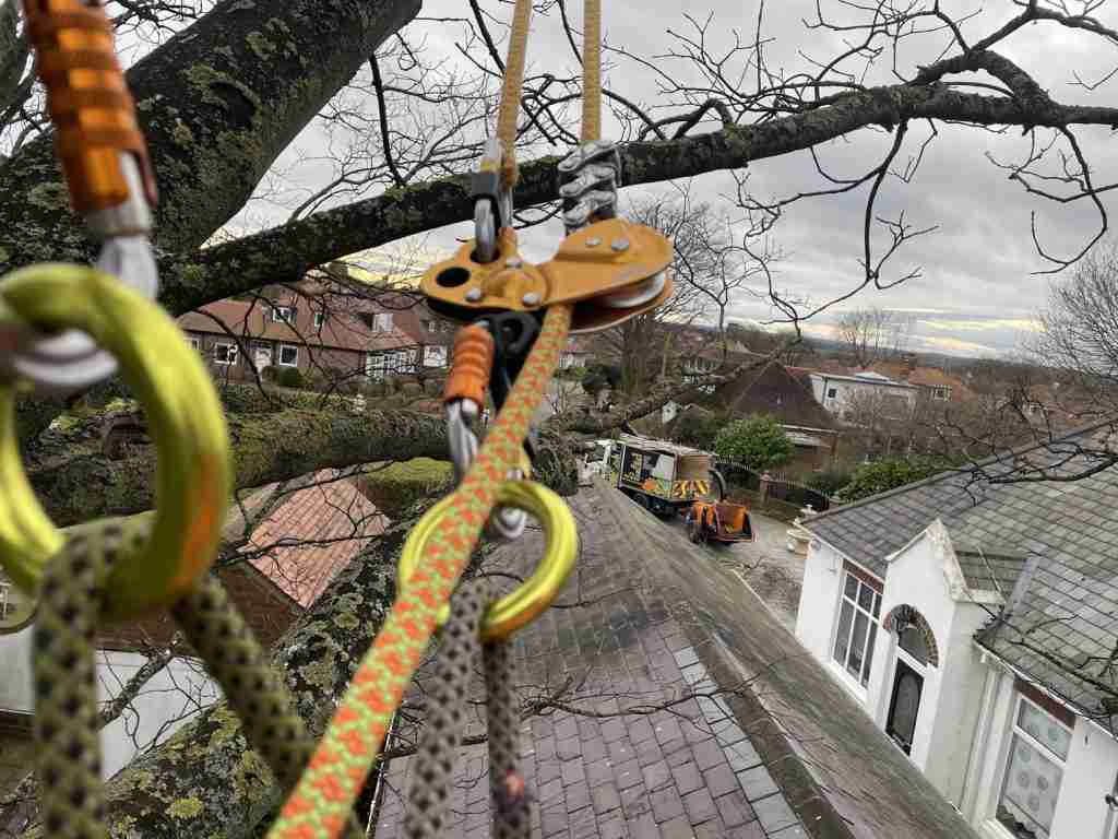 A tree climbing arborist working on a tree in South Tyneside with his chainsaw from rope and harness.