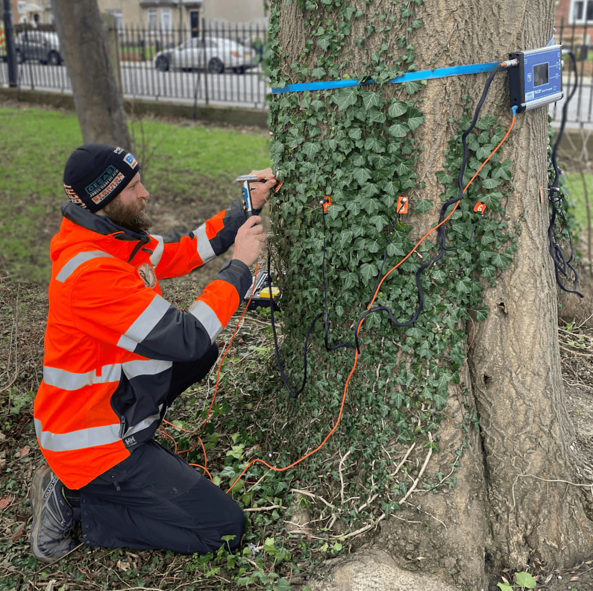 A person in a high-visibility jacket attaches electronic sensors and cables to a tree trunk, using sonic tomography technology with a monitoring device mounted nearby.
