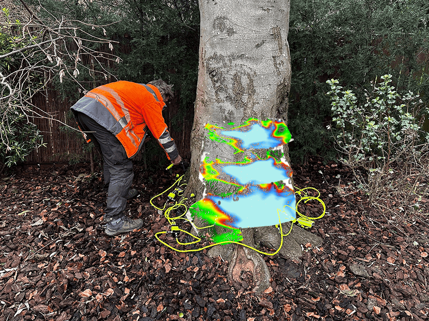 A person in an orange jacket examines a tree trunk using sonic tomography equipment, with yellow cables and coloured overlays around the base, in a garden with mulch and shrubs.