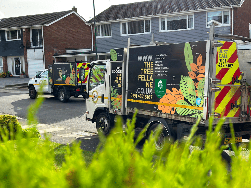 Two lorries with "The Tree Fella" branding and contact details are parked on a suburban street near houses, with green foliage visible in the foreground.