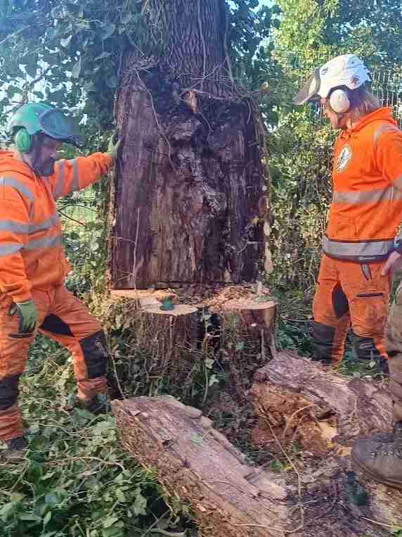 Two workers in orange safety gear stand beside a partially cut tree, observing the hollow trunk and fallen pieces on the ground.