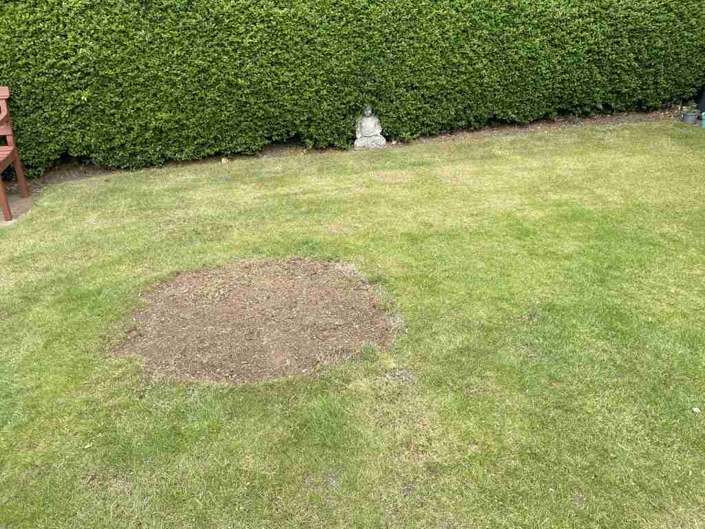 Garden with stump removed.