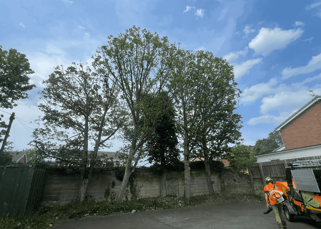 A group of trees that have had a crown reduction using target pruning.