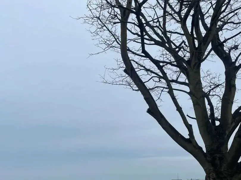 Large tree with branches and a cloudy backdrop