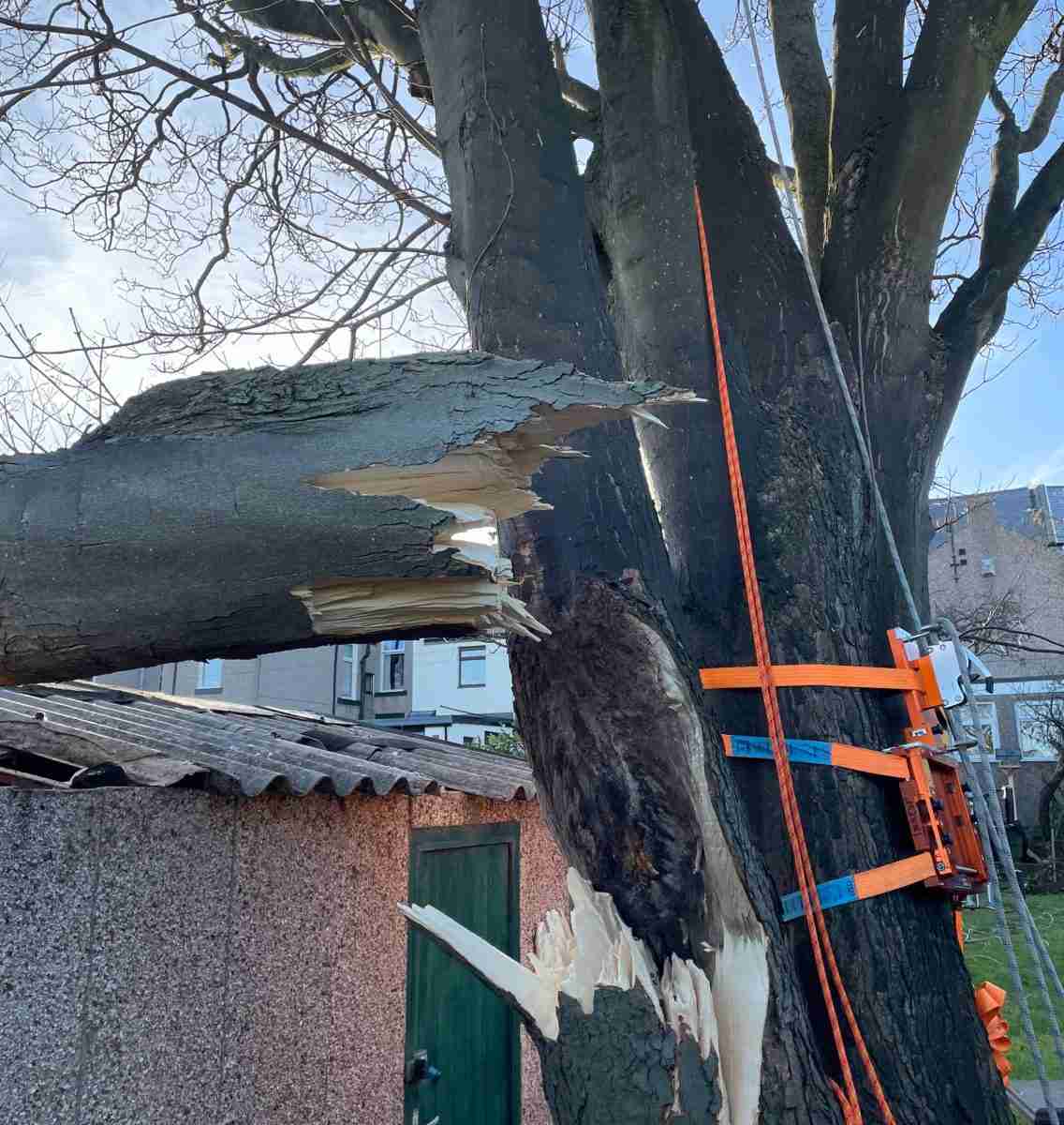 A large tree branch has broken off and is resting on a shed roof, with climbing equipment attached to the tree trunk nearby, indicating that a recent tree inspection or assessment may have been carried out.