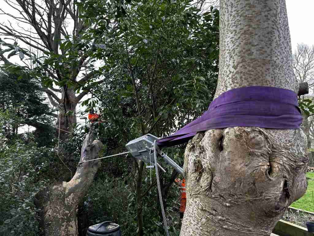Bracing a heavily decayed tree during removal