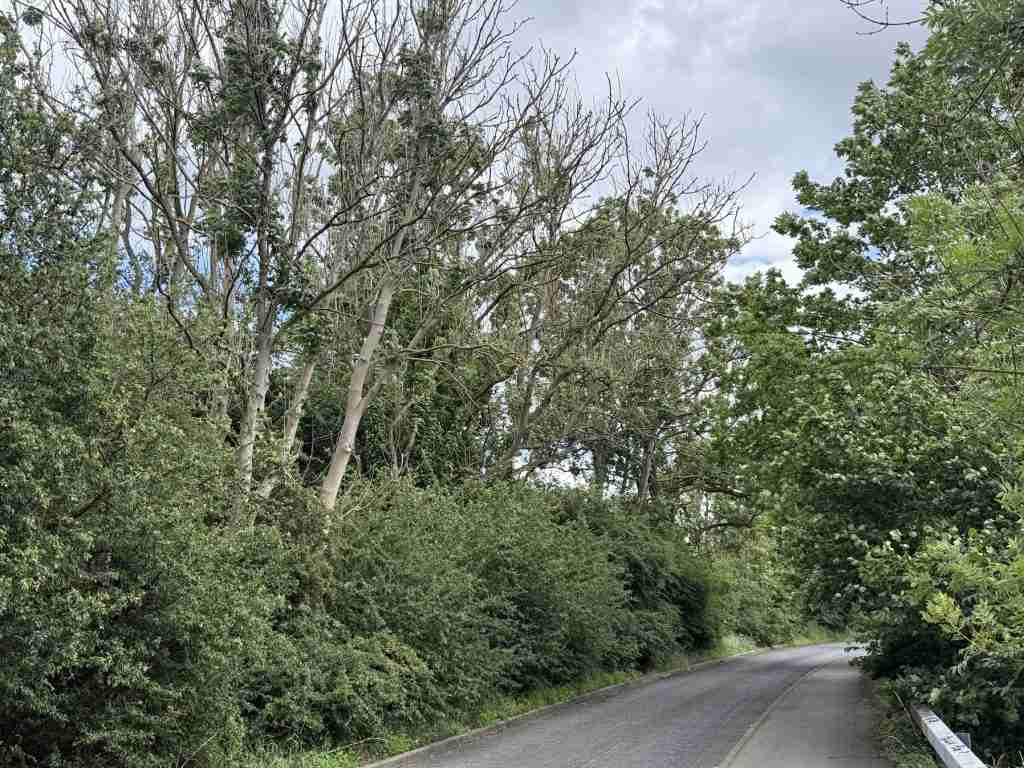A dangerous line of trees next to a road with no leaf due to ash dieback