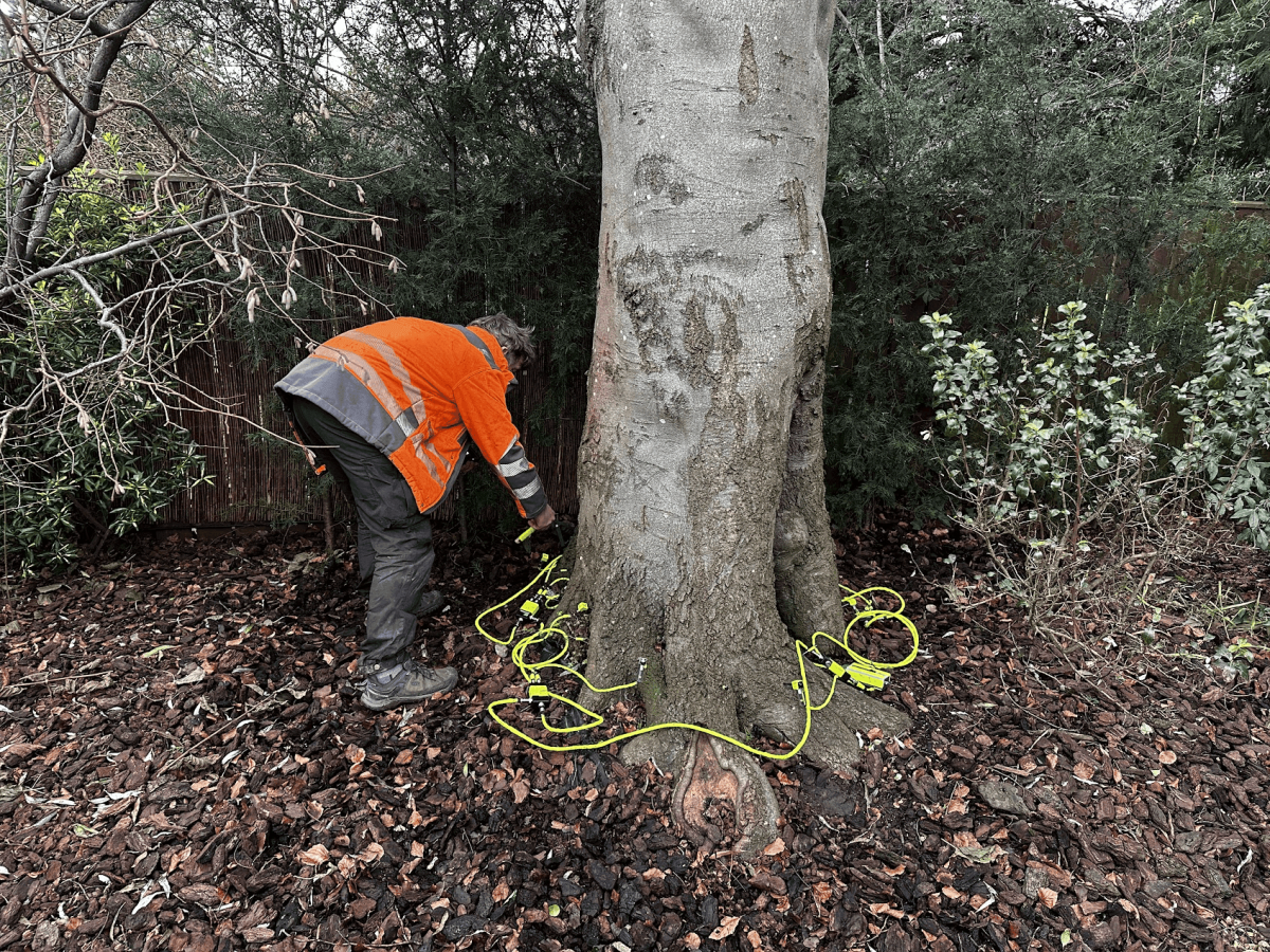Person in an orange jacket is attaching yellow cables or sensors around the base of a large tree in a wooded area, likely setting up equipment for sonic tomography to assess the tree's internal structure.