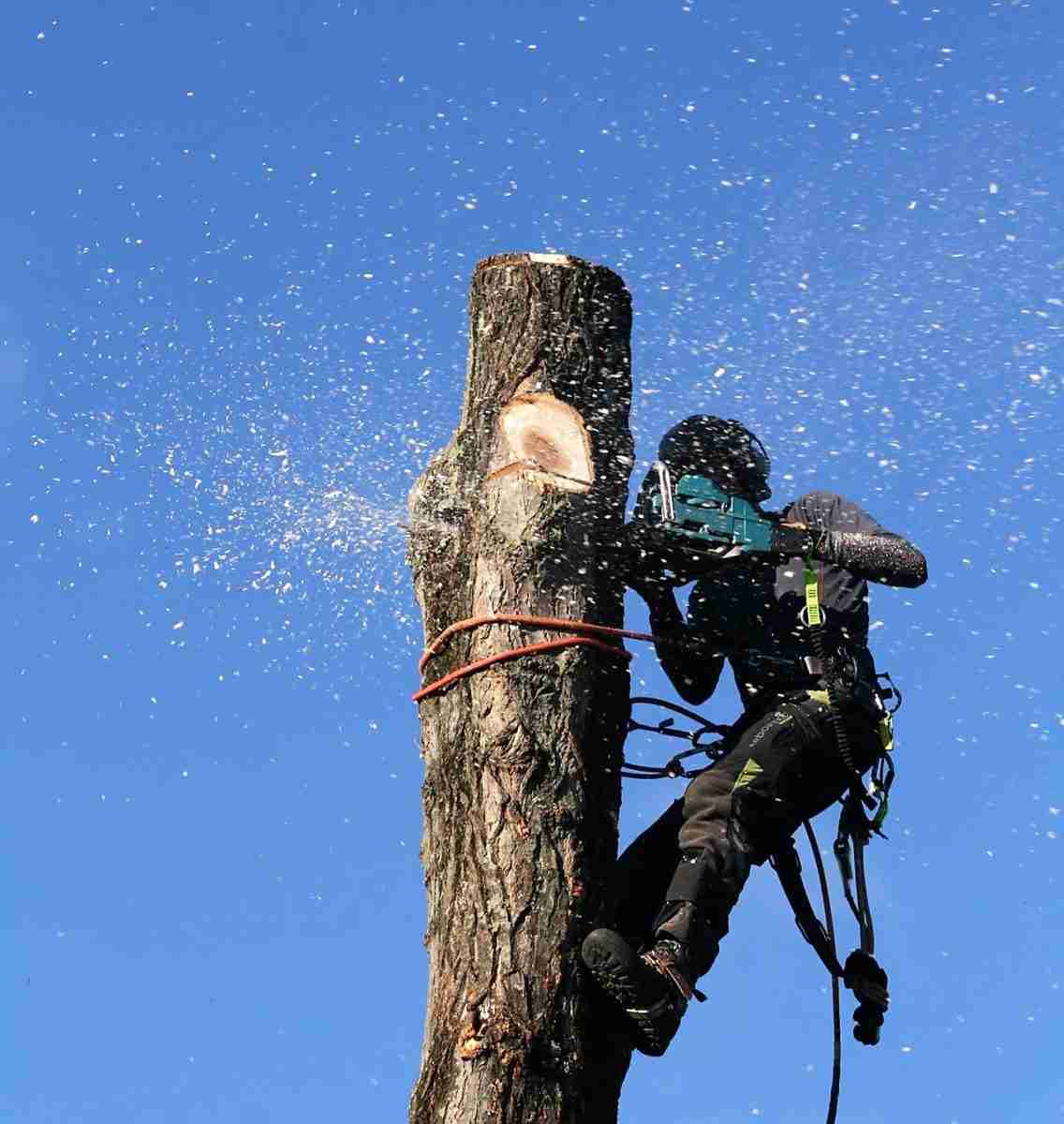 Man sawing tree