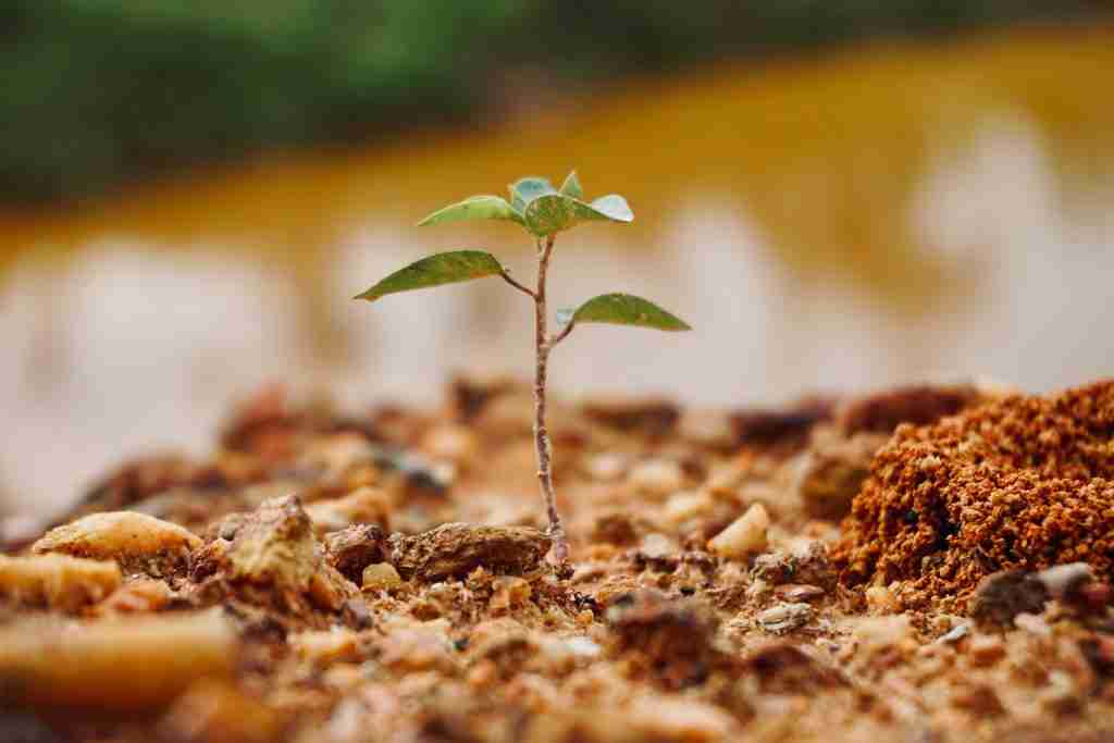 A small green plant seedling grows from dry, rocky soil with a blurred background.
