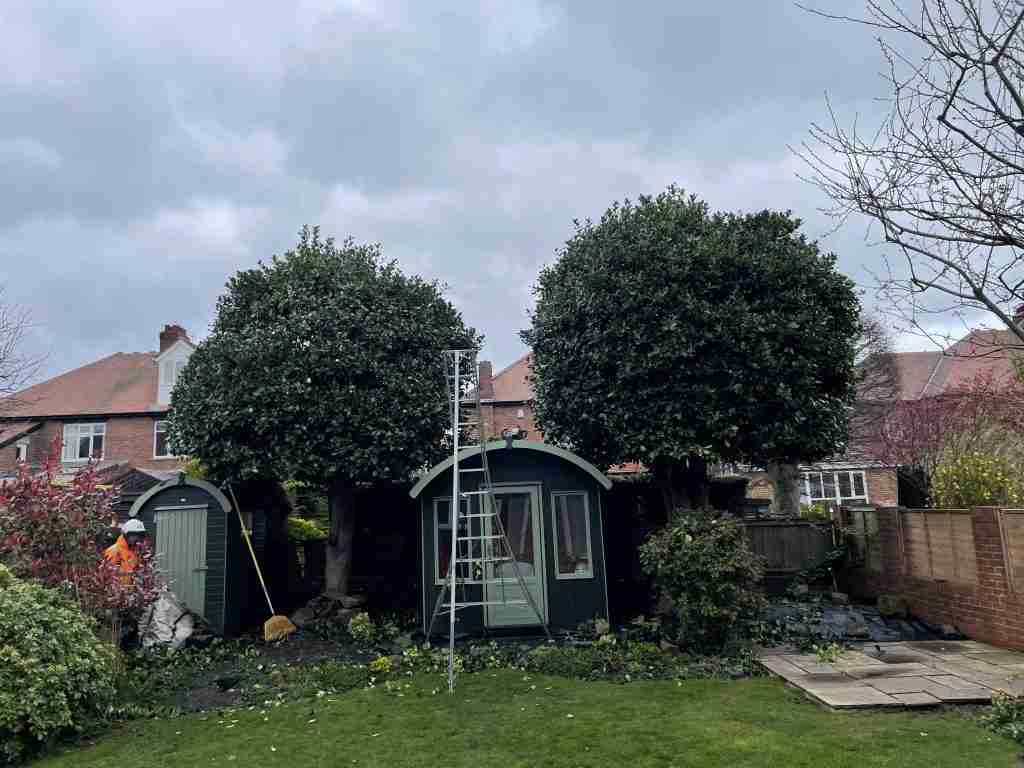Two trees before pruning