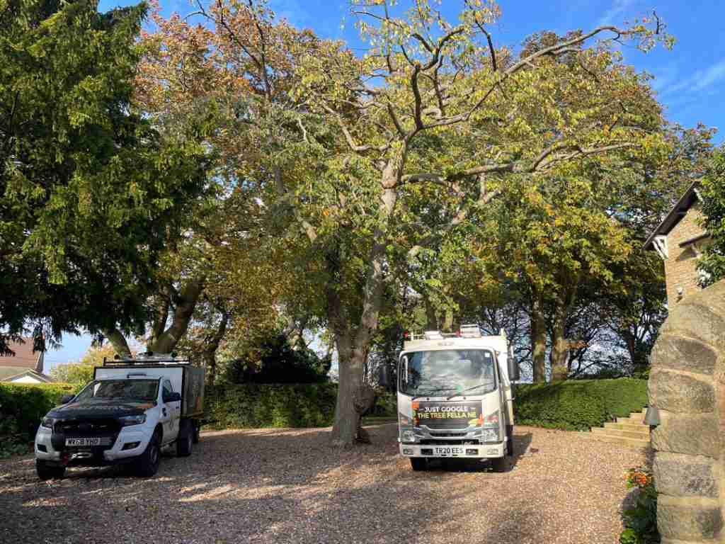 Two tree service vehicles are parked on a gravel drive surrounded by large trees and a hedge, next to a stone building on a sunny day.