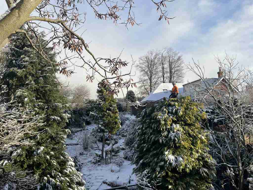 Trees with snow covering them