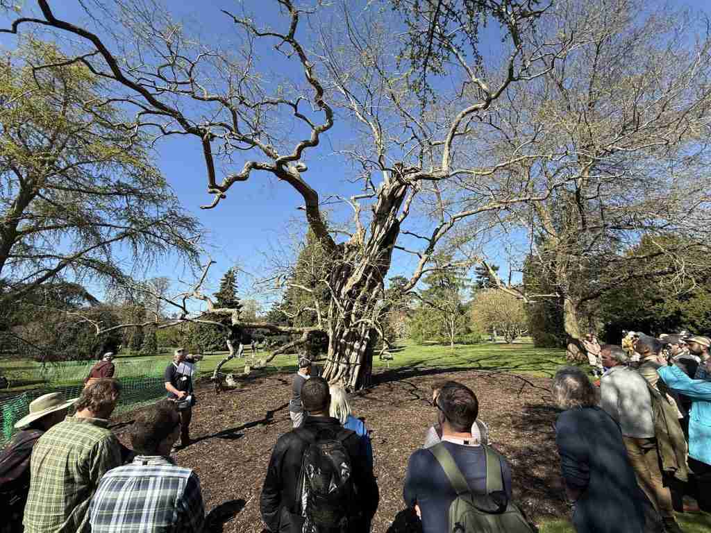 The Tree Fella staff attending the Tree Architecture and Morphophysiology Symposium at the 
Royal Botanic Gardens, Kew.
