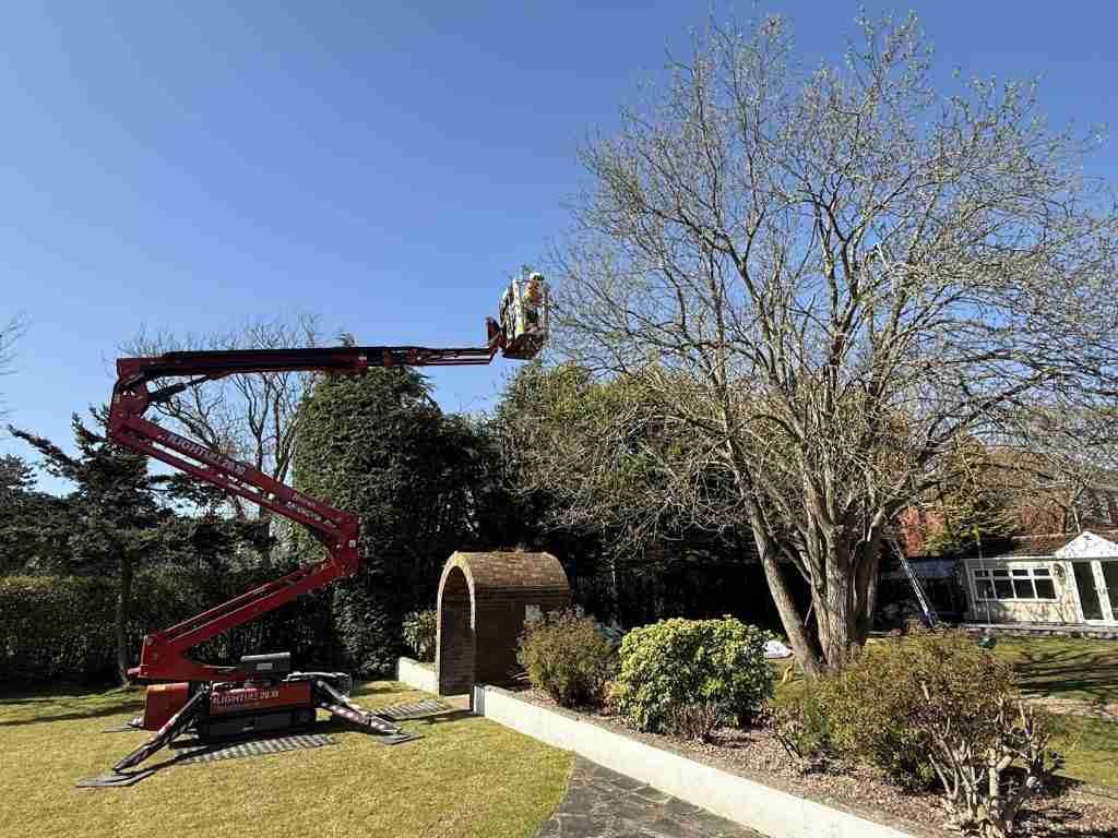 The Tree Fella's own mobile elevated working platform being used to prune a willow tree in Cleadon, Sunderland.