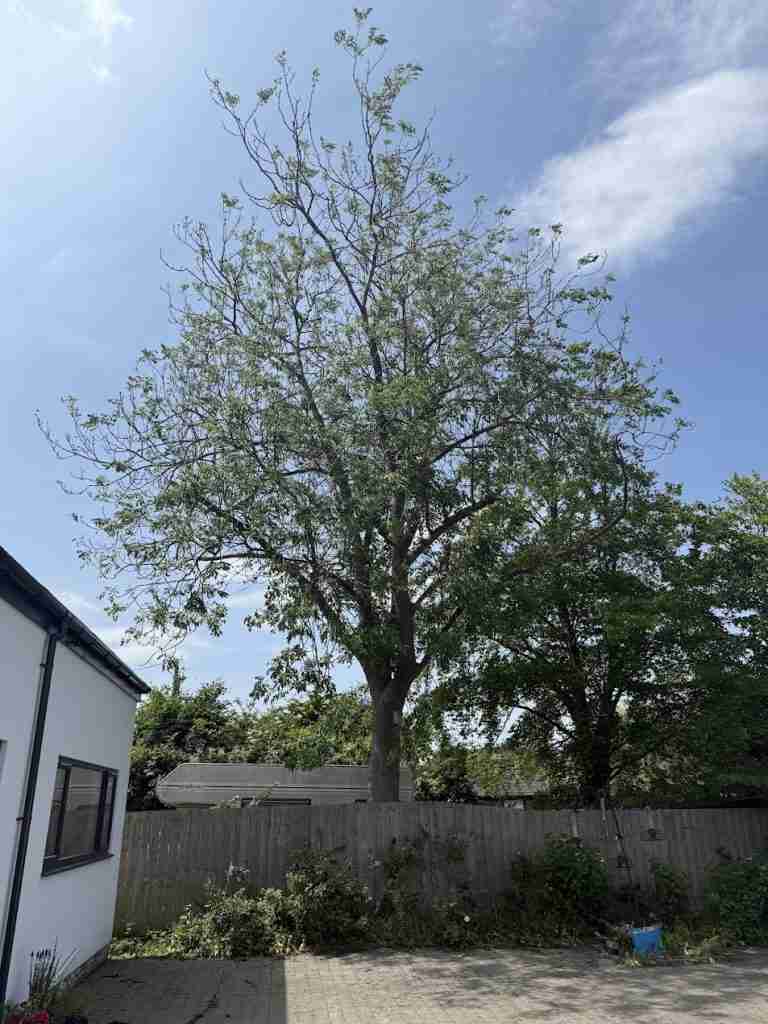 an ash tree that will likely need to be removed in the near future because it has ash dieback in cleadon