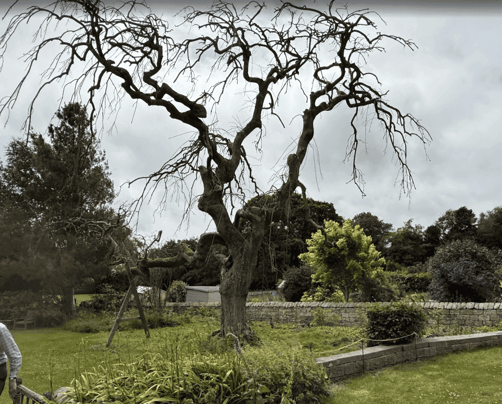 A dead weeping ash tree in Northumberland