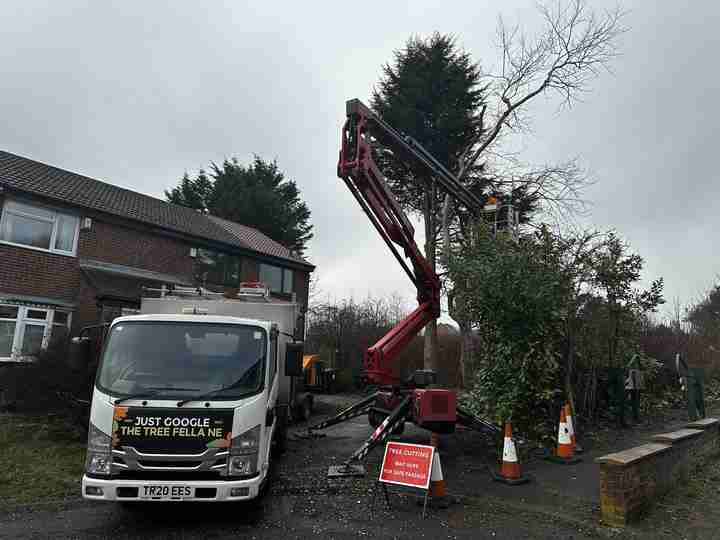 A tree surgeon uses a cherry picker to trim a tall tree outside a house. A lorry and safety cones are set up nearby, with a sign reading “Tree Cutting in Progress”.