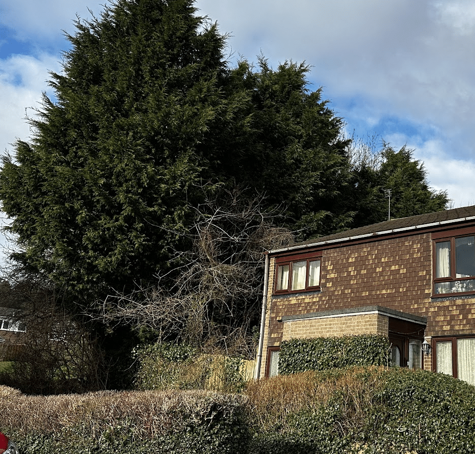a line of huge conifers next to a house which looks small