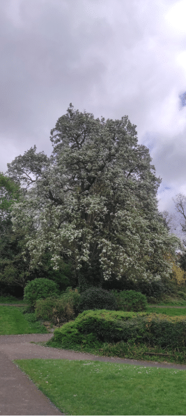 Large flowering tree in park