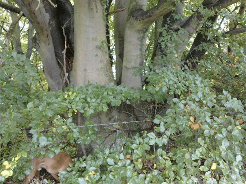 Large tree trunk surrounded by dense green foliage.