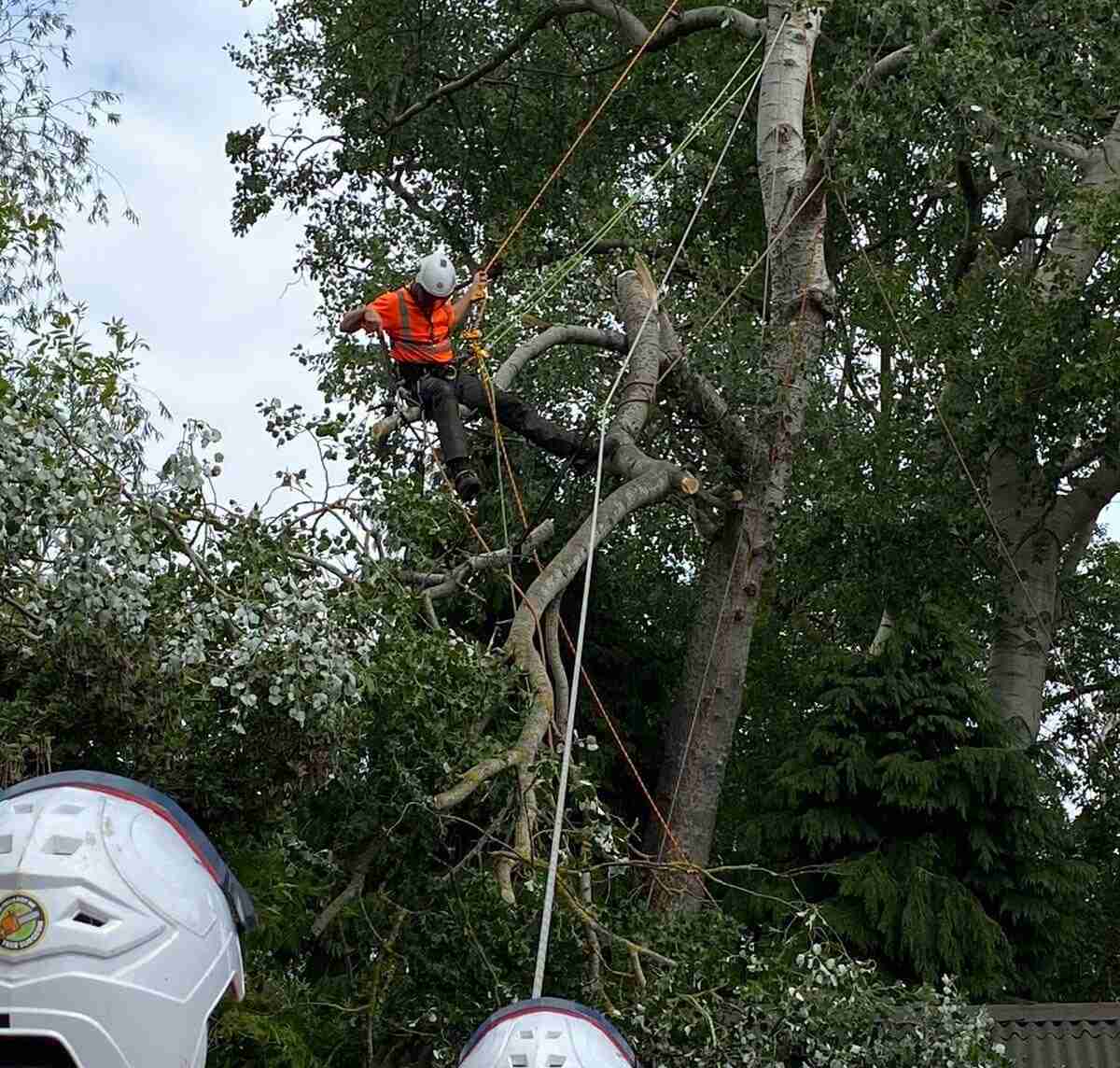 broken-branch3