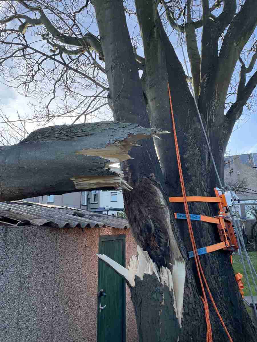 A large tree branch has split and fallen onto a shed roof. Straps and equipment, likely used by an emergency tree surgeon, are attached to the tree for support or removal.