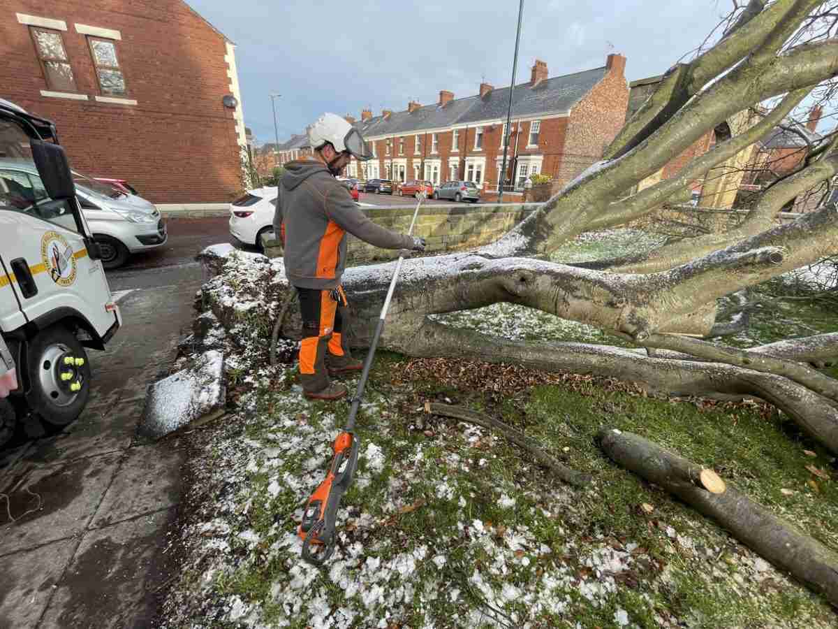 A worker in safety gear, acting as an emergency tree surgeon, stands next to a large fallen tree on a grassy area beside a road, holding a pruning tool.