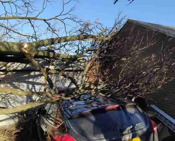 A large tree has fallen onto a black car and a building, causing visible damage to both. The assistance of an emergency tree surgeon may be required to safely remove the fallen tree.