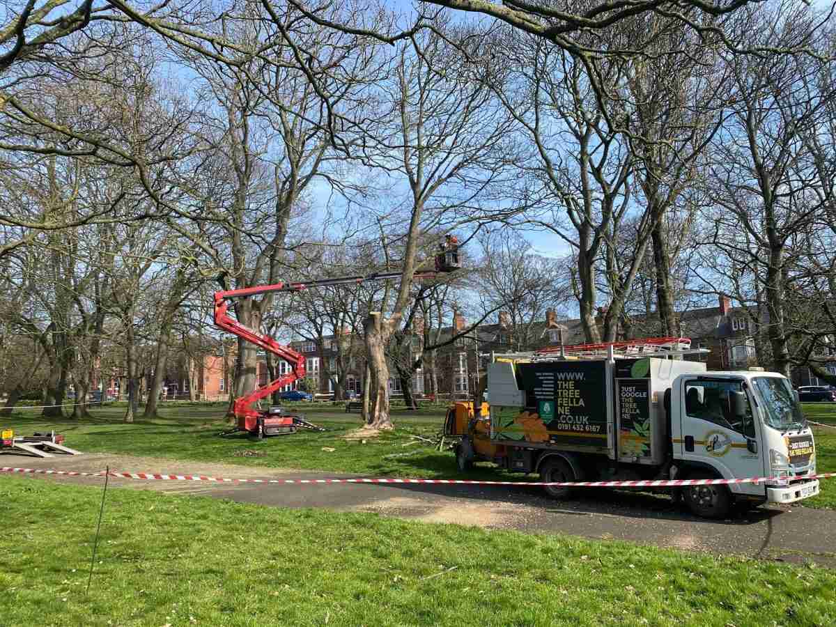 A tree maintenance worker in a cherry picker trims branches in a park, whilst a The Tree Fella service lorry is parked nearby behind caution tape.