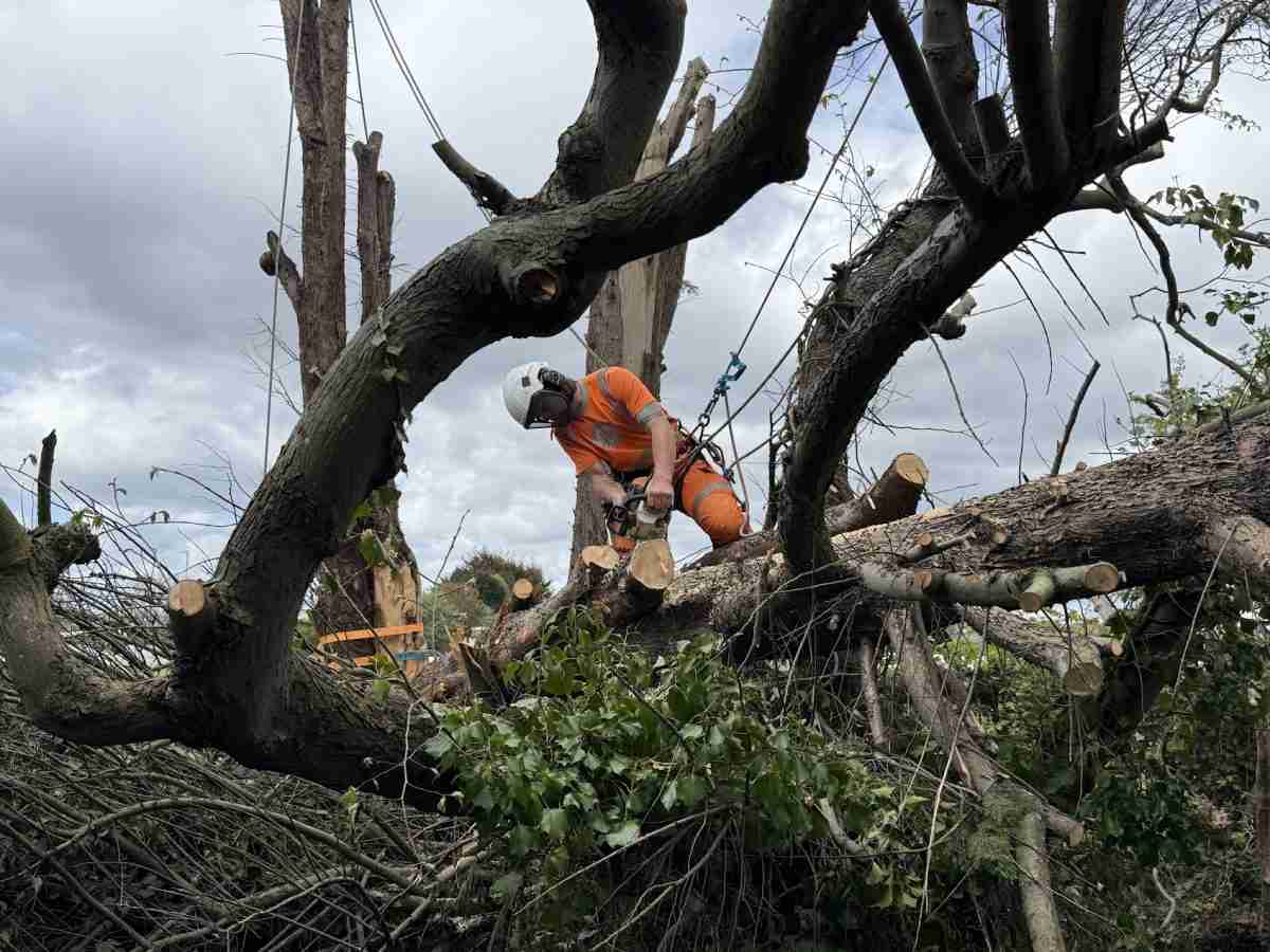 A worker in orange safety gear uses a chainsaw to cut branches from a large fallen tree, wearing a helmet and harness for protection.