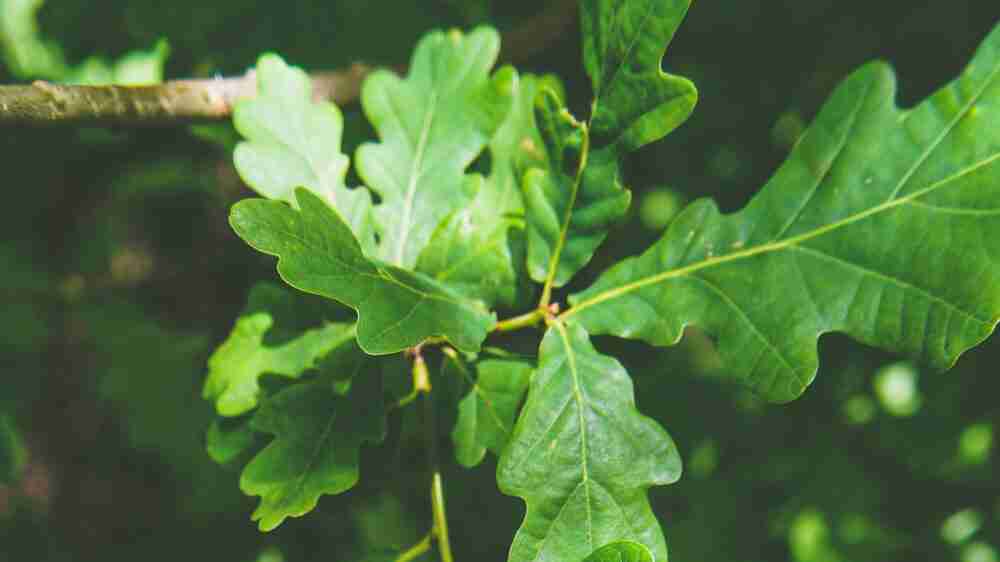 Close-up of green oak leaves attached to a branch, with a blurred background of foliage and sunlight.