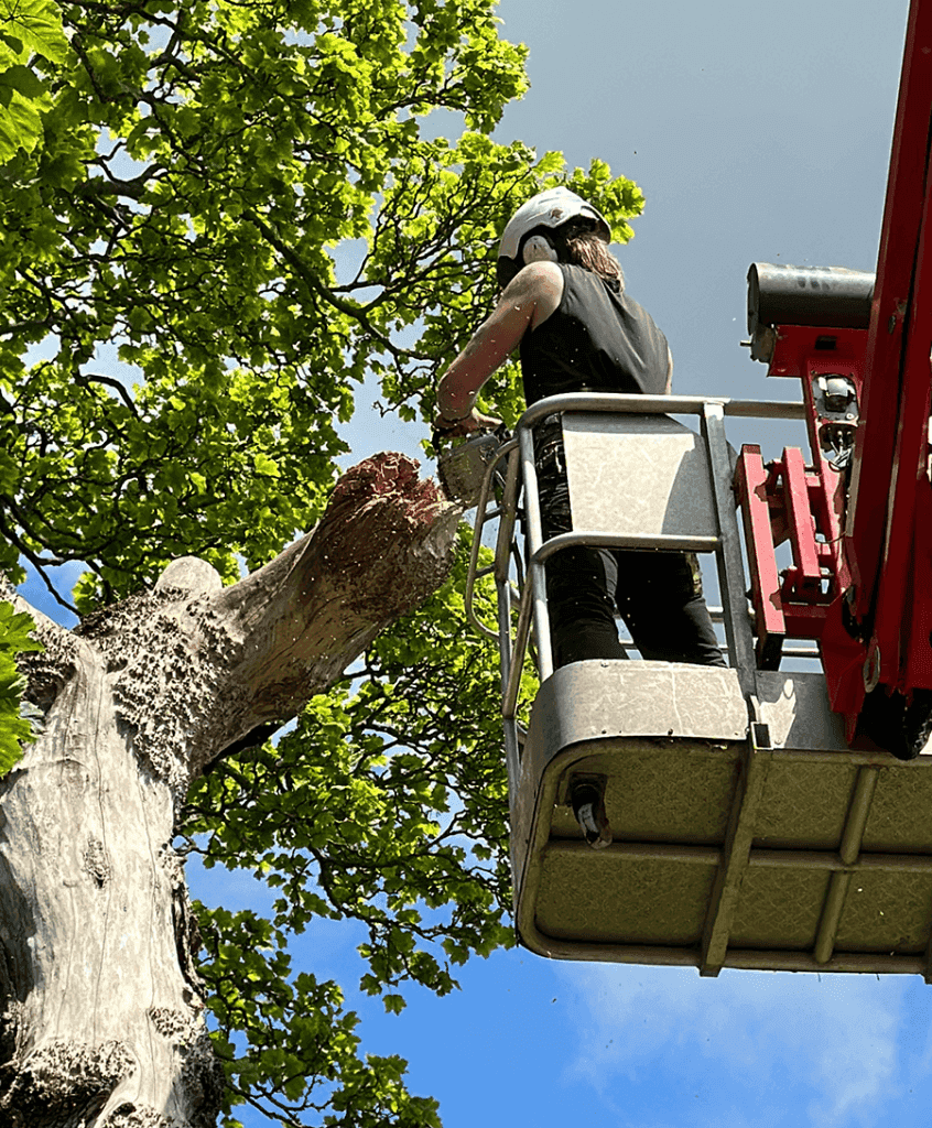A person wearing safety equipment stands in a cherry picker, cutting a large tree branch with a chainsaw on a sunny day, following an arboricultural method statement in line with BS5837 to ensure all work adheres to the tree constraints plan.