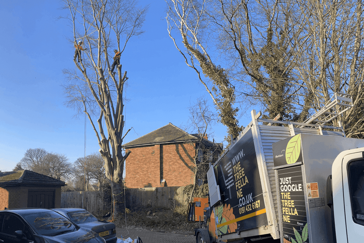 Tree Fella van in residential street with trees in the background