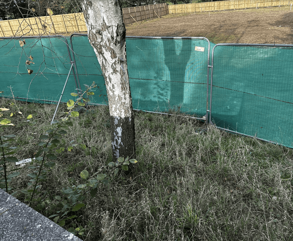 A silver birch tree excluded from construction site using fencing.