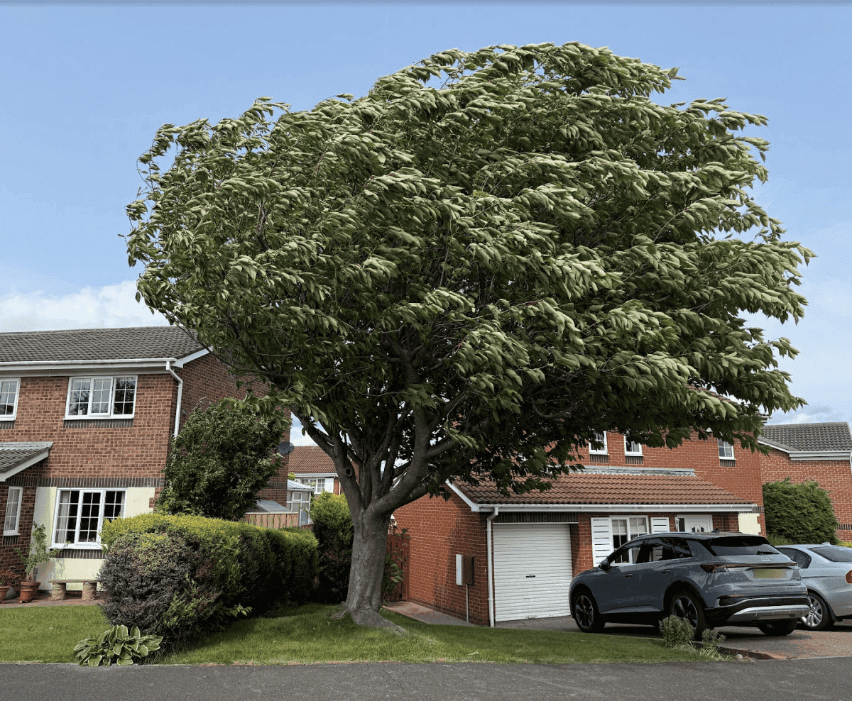 A large tree, featured prominently as part of the BS5837 tree constraints plan, stands with wind-blown branches in front of a red-brick house with a white garage and two cars parked in the drive on a clear day.