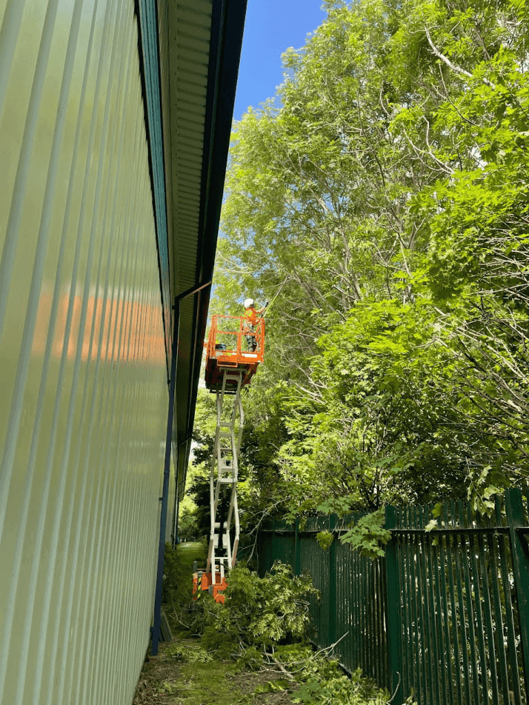 A worker in a lift trims tree branches next to a large green building and a metal fence on a sunny day.