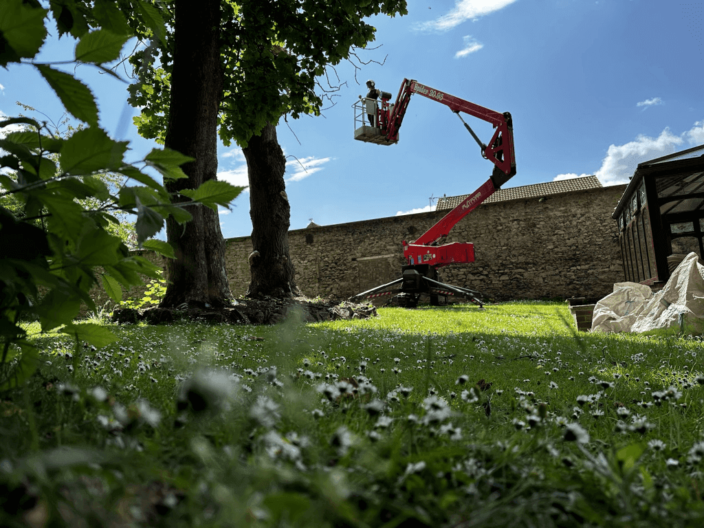 A person operates a red cherry picker beside two tall trees on a grassy lawn near a stone wall, with a clear blue sky overhead.